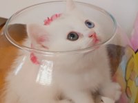 Bursa Scottish Straight Shorthair Old Eyes Bebekler