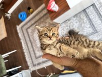 British shorthair yavrularımızı sahiplendirmek istiyoruz