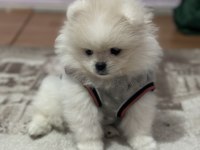 Pomeranian Boo 3.5 Aylık