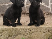 60 Günlük Teslime Hazır LABRADOR Yavrular