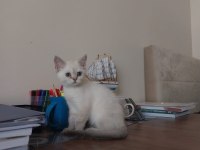 Kırşehir içi 3,5 aylık british shorthair