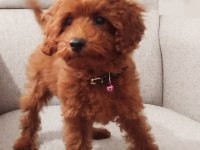 Tarçın rengi poodle erkek