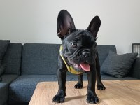 A+ Kalite FRENCH BULLDOG LEKESİZ SİYAH ÖZEL RENK