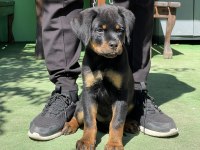 Şampiyon Rottweiler Yavruları