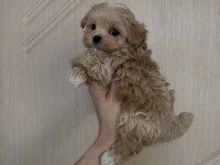 SAFKAN MALTİPOO YAVRULAR