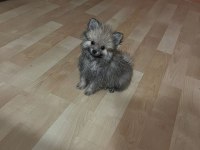 Yavru pomeranian