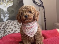 4 AYLIK DİŞİ RED BROWN TOY POODLE