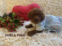 KOREAN TOY POODLE YAVRULARI
