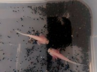 Axolotl kampanya