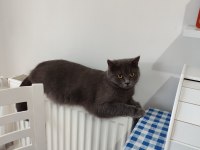 Kedimize yeni yuvasını arıyoruz (dişi)