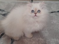 Şampiyon anne 3 aylık erkek full şecereli british longhair