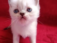 Safkan british shorthair yavrularımız