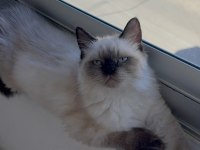British Longhair Yavrumuz