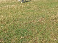 Husky Sibirya Kurdu