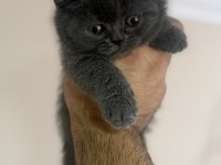 Teslime hazır british shorthair kız bebek