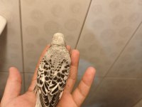 JUMBO muhabbet kuşu bebişler