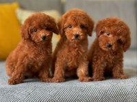 KOYU RENK TOY POODLE YAVRULARI