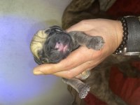 A ŞECERELİ ERKEK VE DİŞİ PRESA CANARİO YAVRULAR
