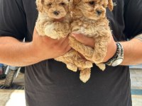 A kalite toy poodle