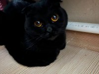 Siyah Scottish Fold Kızımıza Yuva Arıyoruz