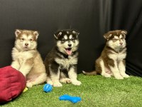 Kutuplardan Esen Soğuk Güzellik Alaskan Malamute