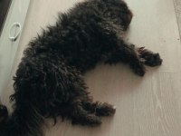 Terrier maltese
