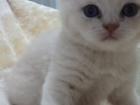 Kedilerimiz Boncuklar büyüyor