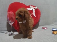 Kore kan poodle yavrular