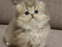 Safkan British Longhair Ve Shorthair
