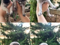 Pug Yavrularımız