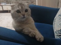 1 yaşında dişi scottish fold