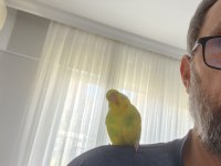 8 aylık muhabbet kuşu erkek ele alışkındır