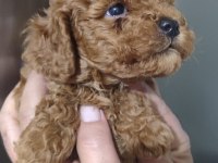 garantili kore kan poodle yavrular