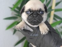 Yavru Pug Mops Köpekler