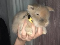 Tavşan Lop