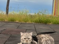 KEDİMİZİ TRABZON İÇİ ADRESE ELDEN TESLİM SAĞLIYORUM