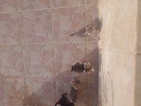 Yavru sokak kedileri
