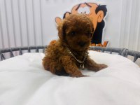 Red Brown 2 Aylik Toy Poodle Yavrularımız