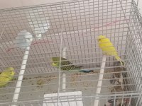 Yavru ve yetişkin çift kuşlar