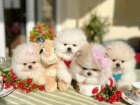 Orijinal Pomeranian Boo 2 Dişi Ve 2 Erkek Bebekler
