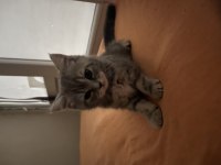 British Shorthair Blue Tabby 1.5 aylık dişi