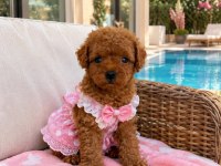 Poodle Minikler Yeni Yuvalarına Hazırlar