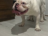 TECRÜBELİ KOCA KAFALI BLUE MERLE PİED FRENCH BULLDOG