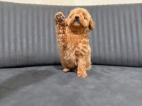 A kalite maltipoo yavrularım teslime hazır