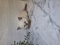 3 erkek british shorthair bebeğim
