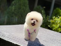 Ayıcık Surat Pomeranian Boo Yavrumuz