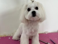 Coco Maltese 4 yaşında dişi kısır