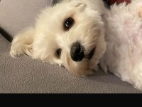 White maltese anne baba şecereli bembeyaz renk garantili