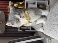 British shorthair bicolor