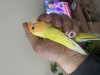 EVLENECEĞİM İÇİN UYGUNA SEVDA PAPAĞANIMIZ